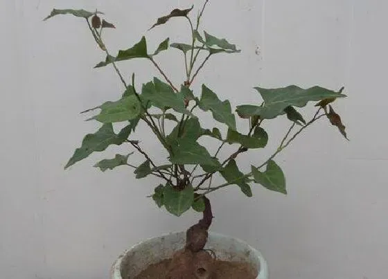 植物寓意|何首乌的风水寓意和摆放位置