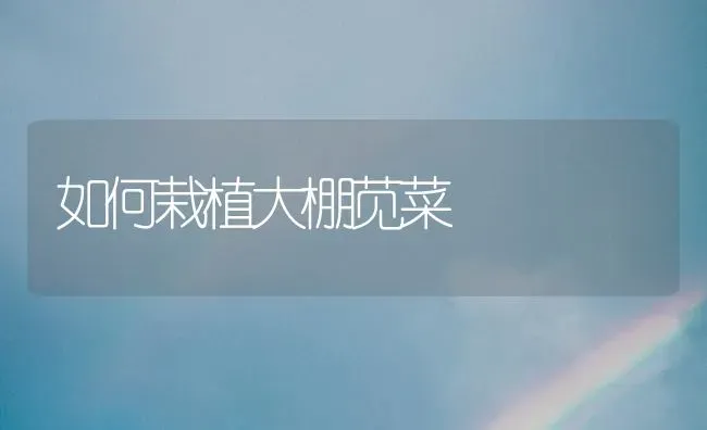 如何栽植大棚苋菜 | 蔬菜种植