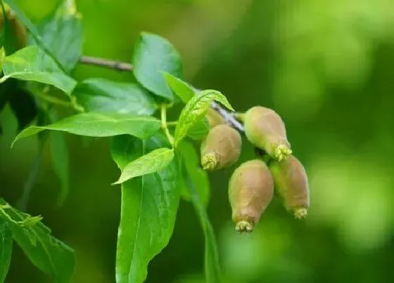 种植管理|腊梅几年结果实