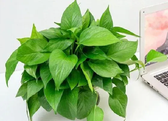 植物施肥|花多多10号肥料怎么用，养什么花用花多多10肥料好）