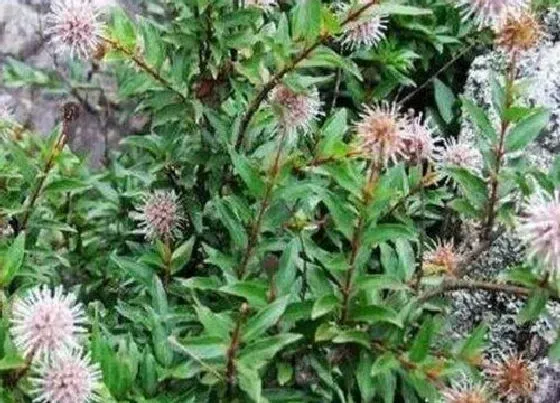 功效常识|水杨梅的功效与作用