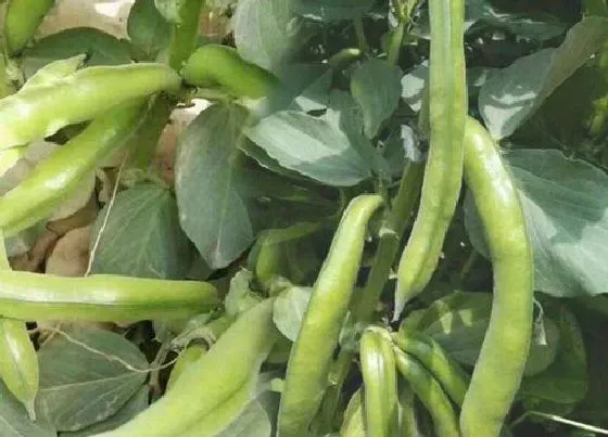 植物播种|河南蚕豆什么时候播种合适