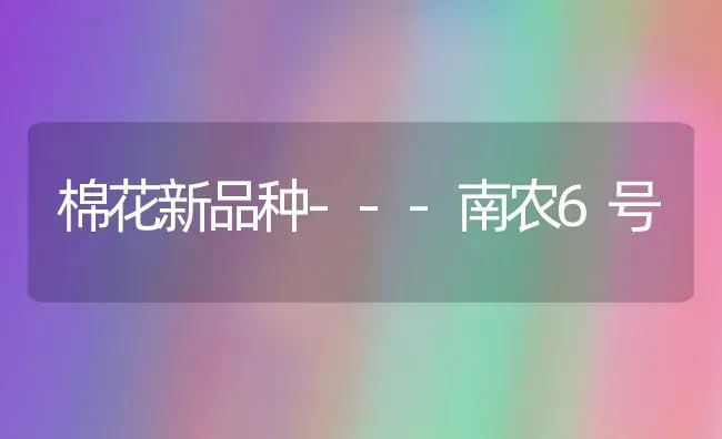棉花新品种---南农6号 | 粮油作物种植