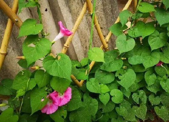 植物百科|和金鱼草很像的花