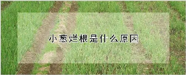 小葱烂根是什么原因 | 种植技术