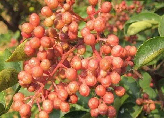 果实成熟|花椒采摘时间和收获季节
