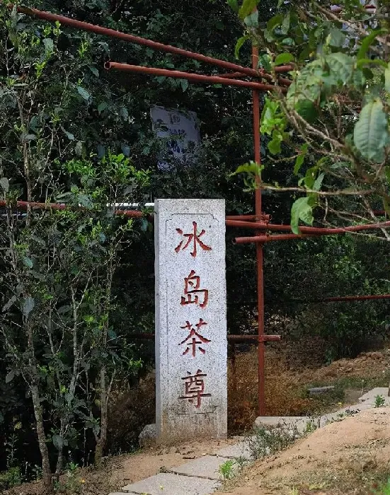 植物泡水|中国云南普洱十大名茶排名（顶级最好喝的普洱茶排行榜）