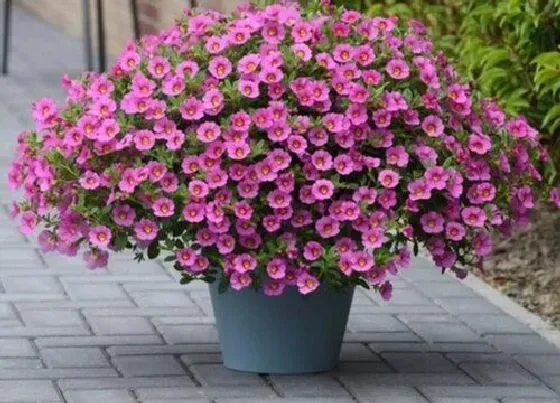植物播种|百万小玲什么时候播种 播种时间和方法