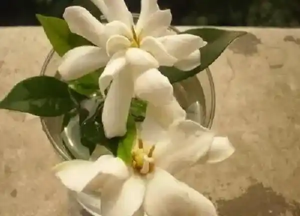 养殖科普|枝枝花好养吗 养护方法和注意事项