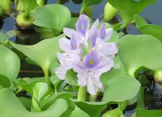 绿植|鱼粪适合种植什么植物 鱼缸粪便养什么花好