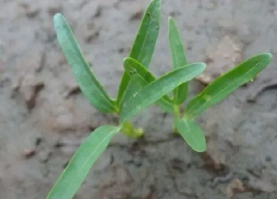 植物施肥|种空心菜用什么肥料好