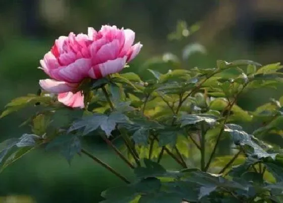 开花时间|芍药花一年开几次花