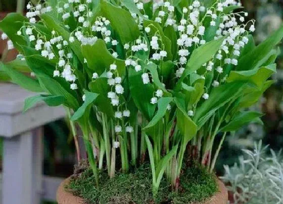 种植管理|铃兰几月份种植最好 铃兰花的种植时间和开花时间