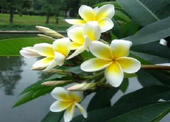 植物毒性|鸡蛋花的香味对人体有害吗