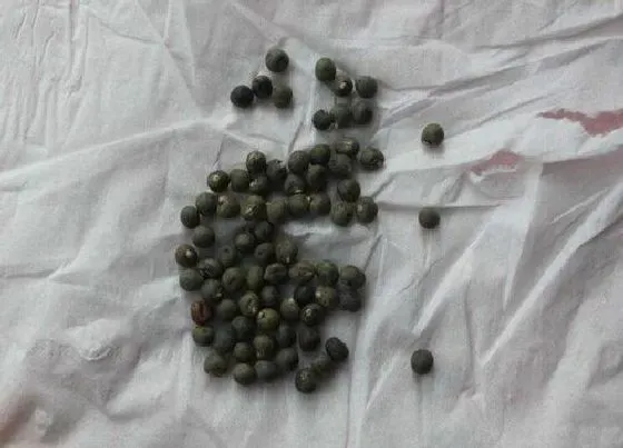 植物播种|秋葵种子怎么种植方法
