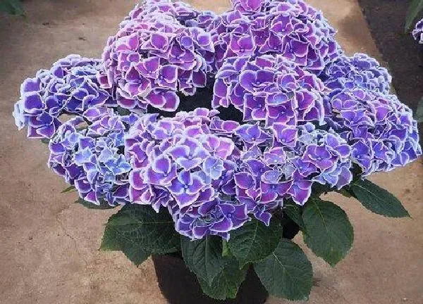 养殖方法|八仙花怎么养殖方法