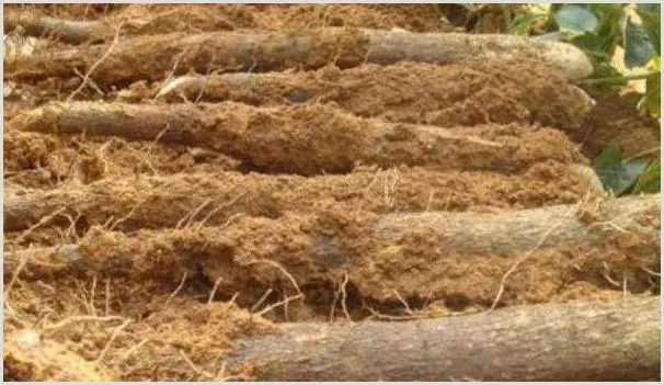 山药种植时间和方法 | 农业科普