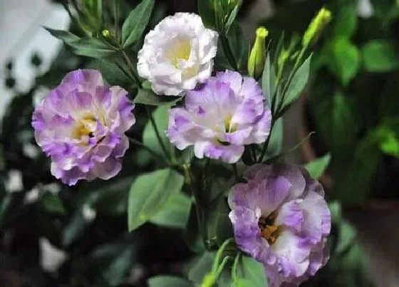 植物百科|洋桔梗花好养吗 盆栽桔梗花怎么养使得花期长