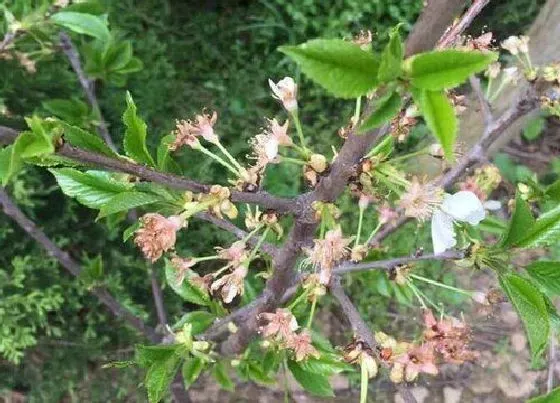 果实诊疗|果树落果怎么办