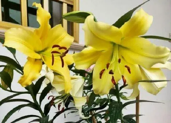 植物百科|百合花又叫什么名字