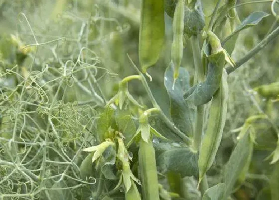 植物产地|豌豆哪里产的最好