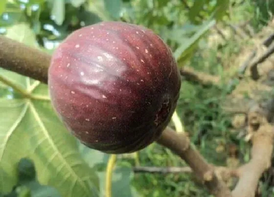 食用须知|无花果怎样晒干 新鲜无花果怎么做成无花果干