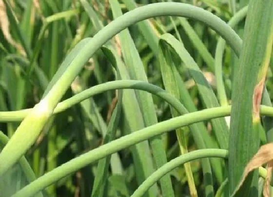 植物百科|蒜苔开花吗 开花什么样子