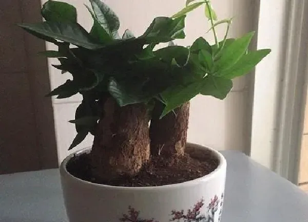 植物浇水|小发财树多长时间浇一次水