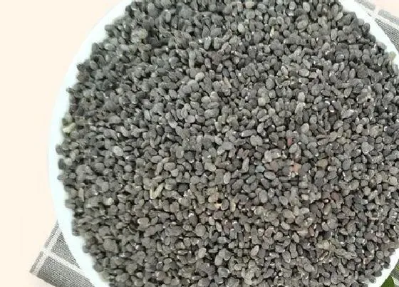 植物播种|薄荷种子怎么来的