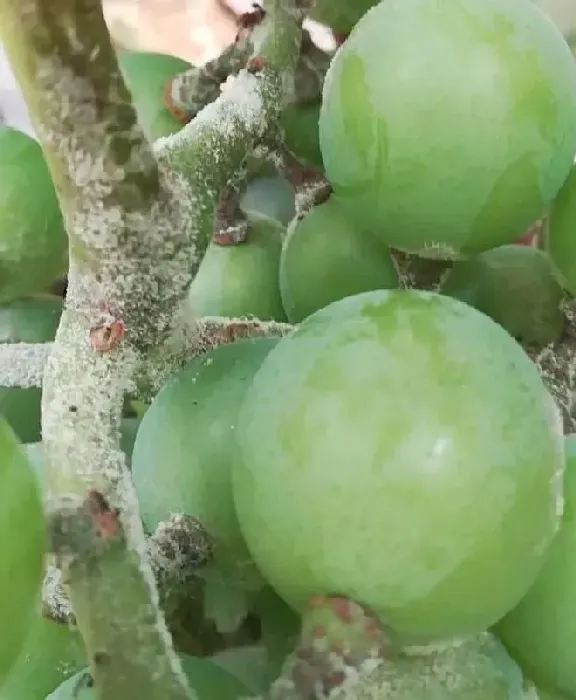 植物病害|葡萄白粉病用什么药防治措施（葡萄树白粉病发病的原因）