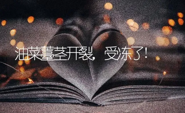 油菜薹茎开裂，受冻了! | 粮油作物种植