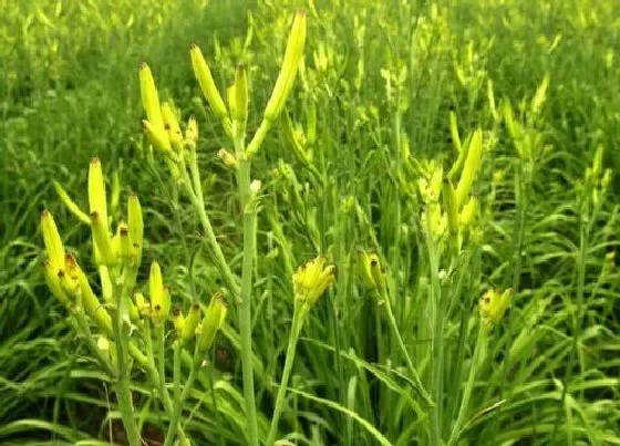 植物产地|黄花菜是哪里的特产