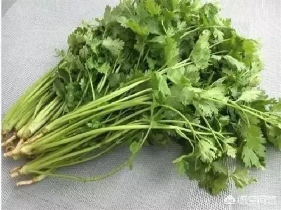 种植管理|冬季种植香菜时间和方法，掌握这4个步骤种出高品质香菜）