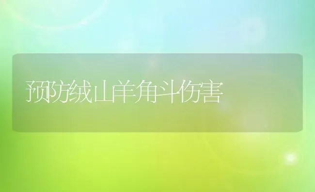 预防绒山羊角斗伤害 | 瓜果种植