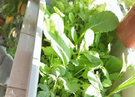 种植方法|鸡毛菜的种植方法和时间
