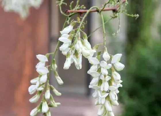 植物百科|国槐树开花吗 开花什么样子