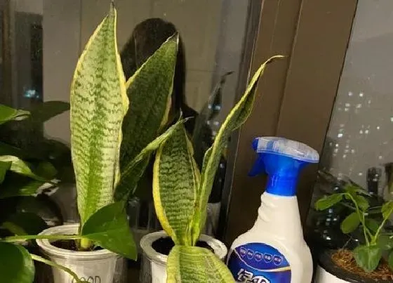 夏天植物|虎皮兰怕热吗