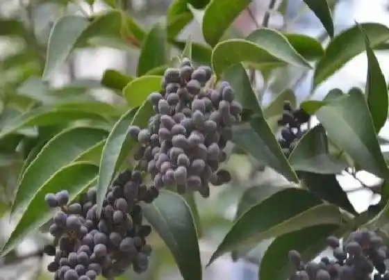 植物种类|女贞树是什么树 又叫什么树
