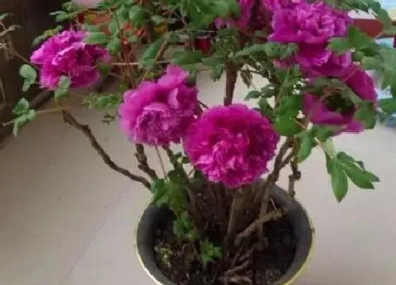 摆放常识|室内养什么花最好旺财又好养 家里种花风水好招财进宝