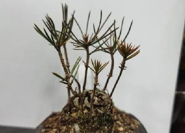 植物换土|黑松换土时间和方法