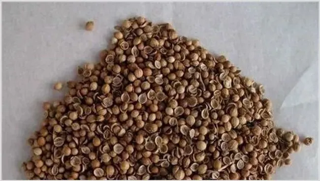 香菜种子催芽有什么好的方法 | 耕种资料