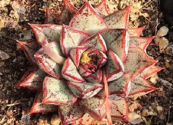 植物繁殖|大和锦怎么繁殖方法和注意事项