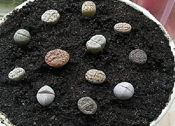 植物移栽|生石花什么时候换盆好