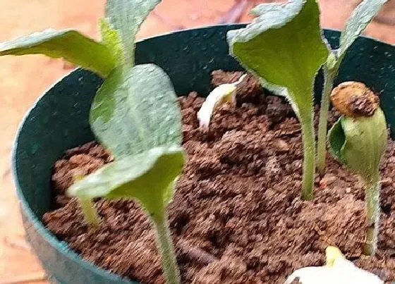 植物播种|南瓜种子怎么种植