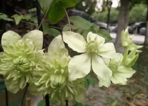 开花时间|铁线莲小绿一年开几次花