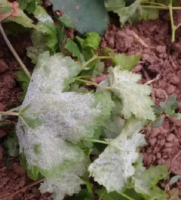 植物病害|葡萄白粉病用什么药防治措施（葡萄树白粉病发病的原因）