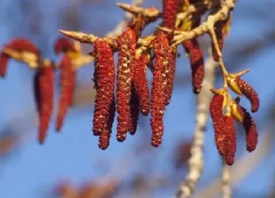 颜色花|白杨树的花是什么颜色