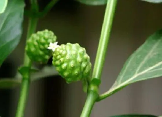 植物产地|诺丽果产地在哪里
