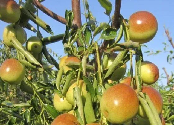 种植管理|冬枣树几年结果实