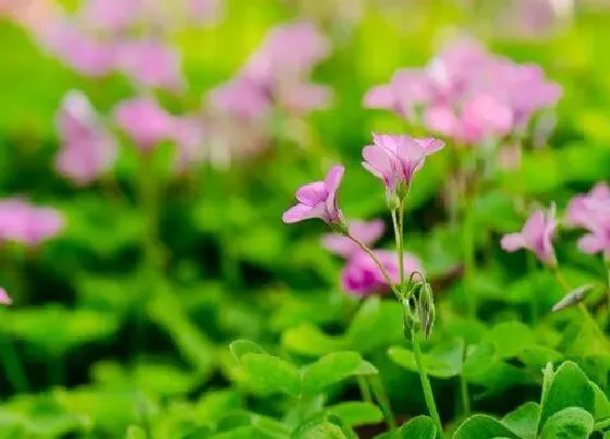 植物百科|三叶草是花吗